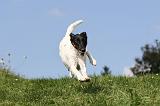 FOX TERRIER POIL LISSE 191